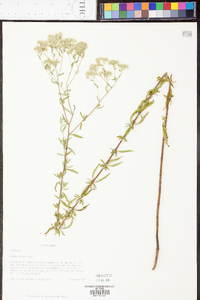 Eupatorium mohrii image