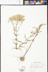 Eupatorium leucolepis image