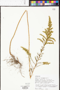 Eupatorium leptophyllum image