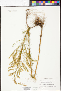 Eupatorium leptophyllum image