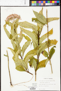 Eupatorium mohrii image