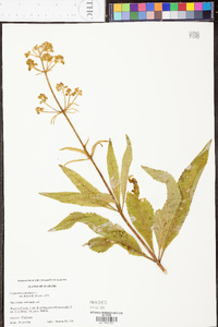 Eupatorium mohrii image