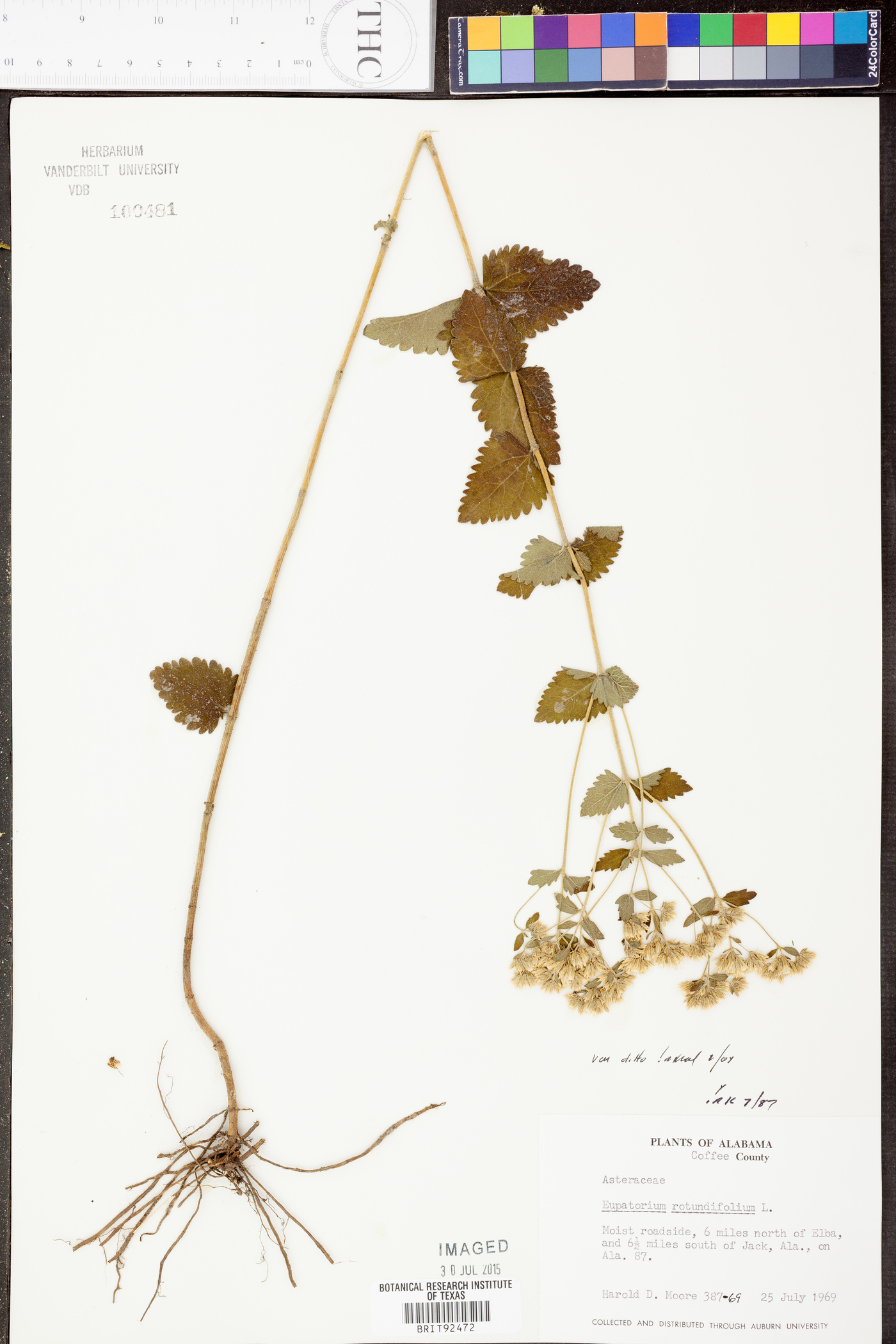 Eupatorium rotundifolium var. rotundifolium image