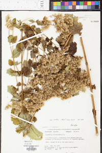 Eupatorium rotundifolium var. ovatum image