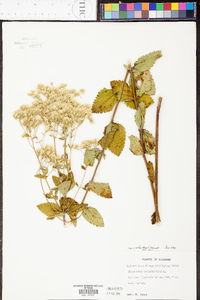 Eupatorium rotundifolium var. ovatum image