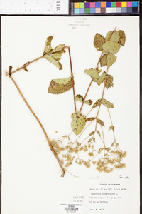 Eupatorium rotundifolium var. ovatum image