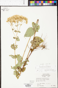 Eupatorium rotundifolium var. ovatum image