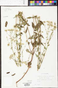 Eupatorium pilosum image