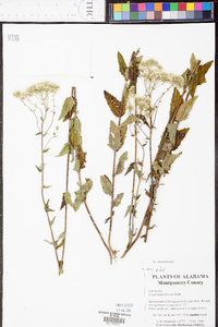 Eupatorium pilosum image