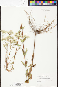 Eupatorium pilosum image