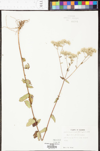 Eupatorium pilosum image