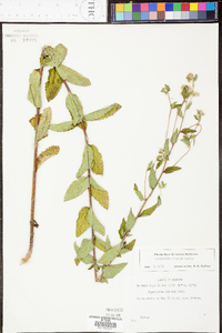 Eupatorium pilosum image