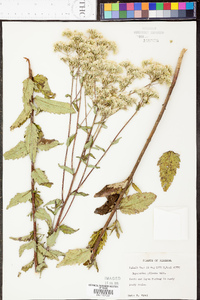 Eupatorium pilosum image