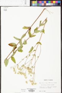 Eupatorium pilosum image