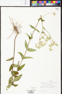 Eupatorium pilosum image