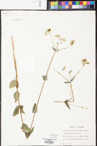 Eupatorium pilosum image