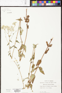 Eupatorium pilosum image