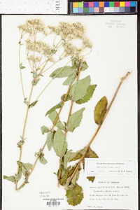 Eupatorium pilosum image