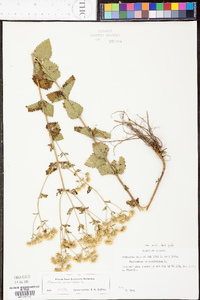 Eupatorium rotundifolium var. rotundifolium image