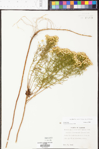 Euthamia caroliniana image