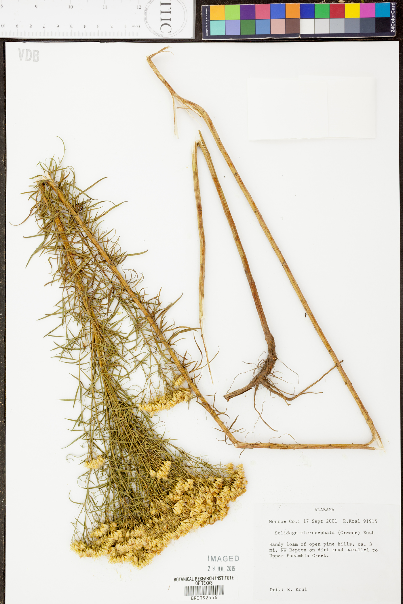 Euthamia leptocephala image