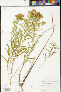 Euthamia leptocephala image