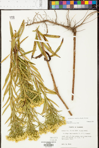 Euthamia leptocephala image