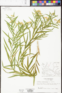 Solidago graminifolia image