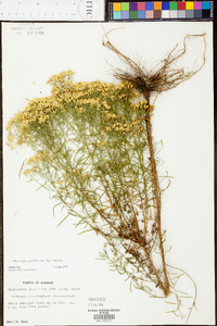 Euthamia caroliniana image