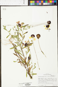 Gaillardia aestivalis image