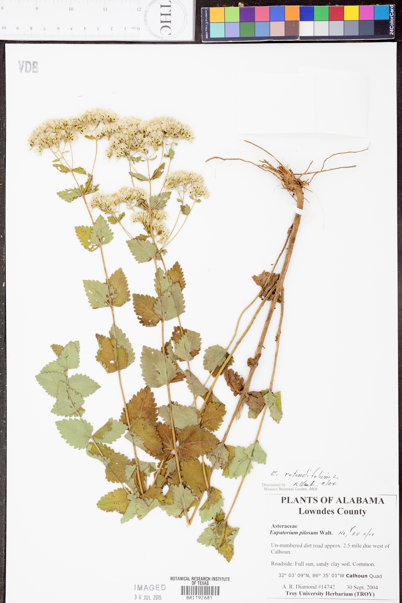 Eupatorium rotundifolium var. rotundifolium image