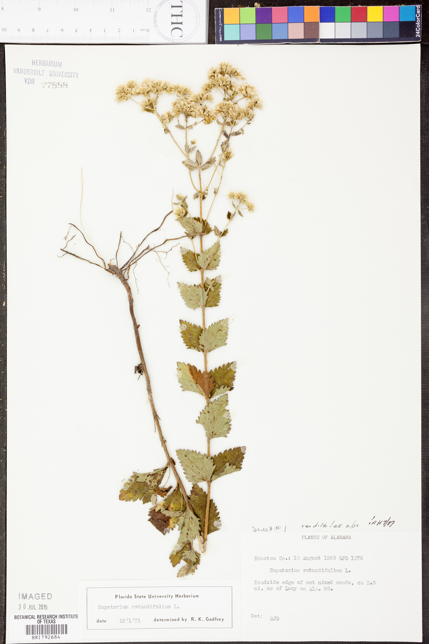 Eupatorium rotundifolium var. rotundifolium image