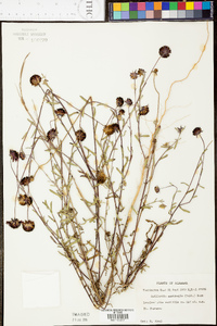 Gaillardia aestivalis image