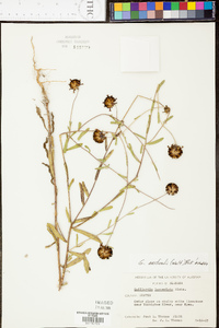 Gaillardia aestivalis image