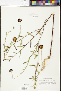 Gaillardia aestivalis image
