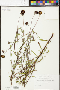 Gaillardia aestivalis image