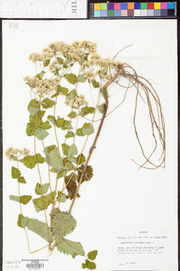 Eupatorium rotundifolium var. rotundifolium image