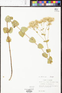Eupatorium rotundifolium var. rotundifolium image