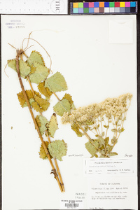 Eupatorium rotundifolium var. rotundifolium image