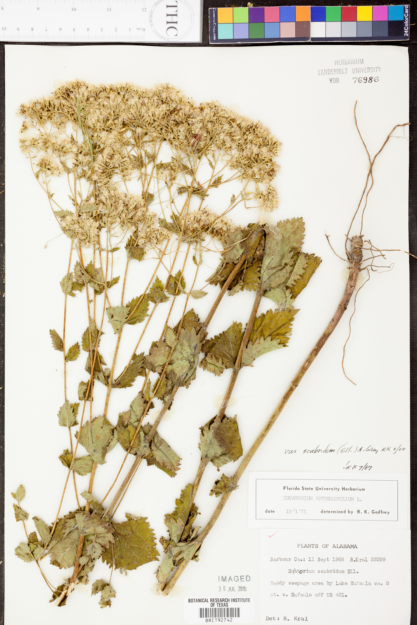 Eupatorium rotundifolium var. scabridum image