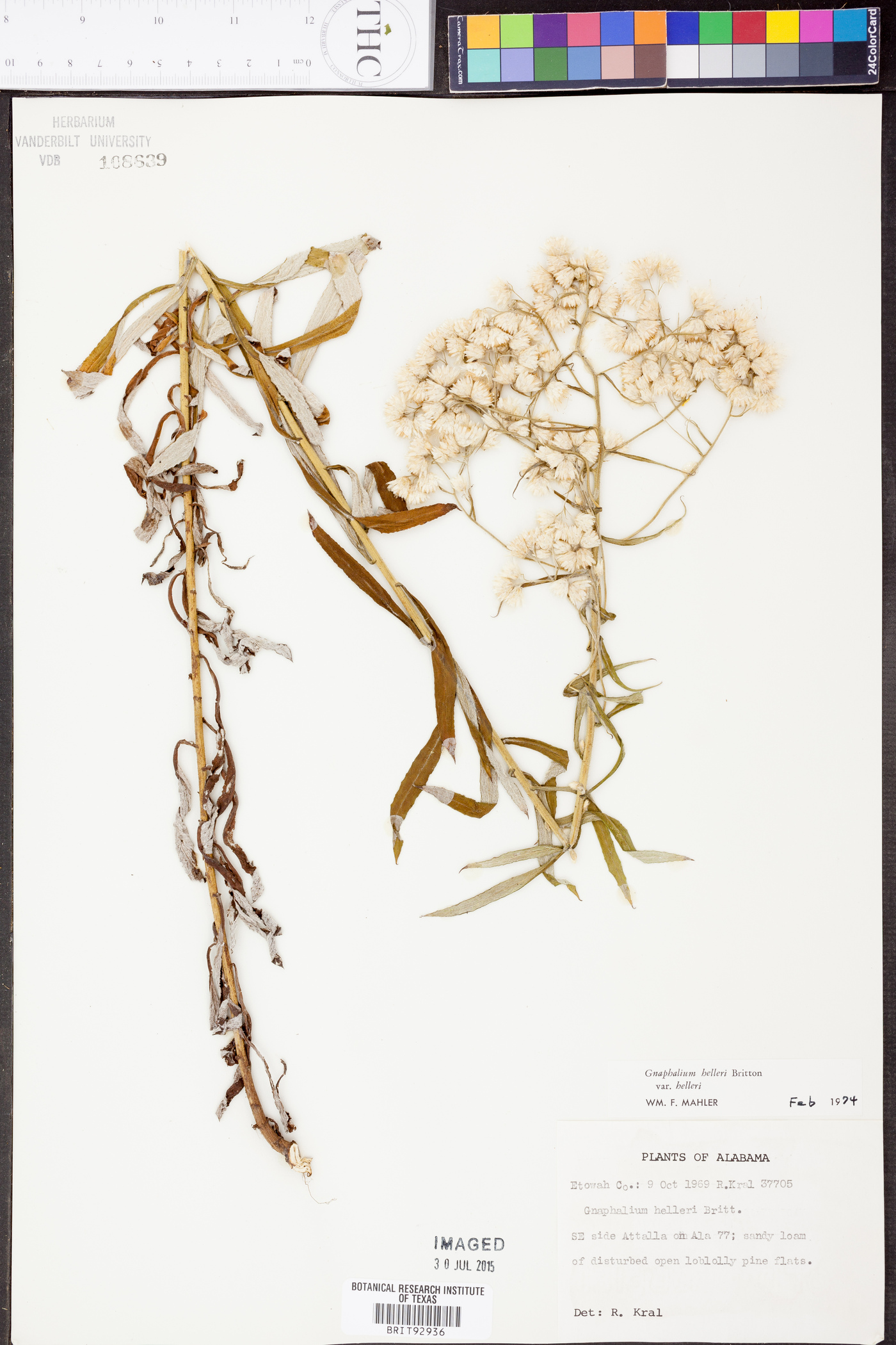 Gnaphalium helleri image