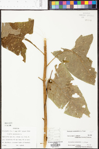 Hasteola suaveolens image