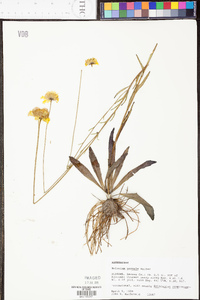 Helenium vernale image