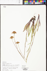 Helenium vernale image