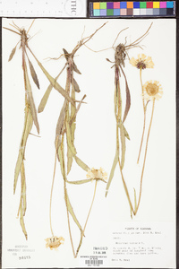 Helenium vernale image