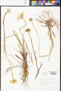 Helenium vernale image