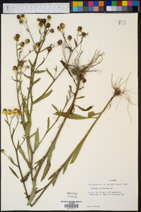 Helenium flexuosum image