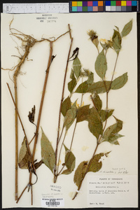 Helianthus decapetalus image