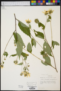 Helianthus decapetalus image