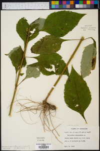 Helianthus decapetalus image